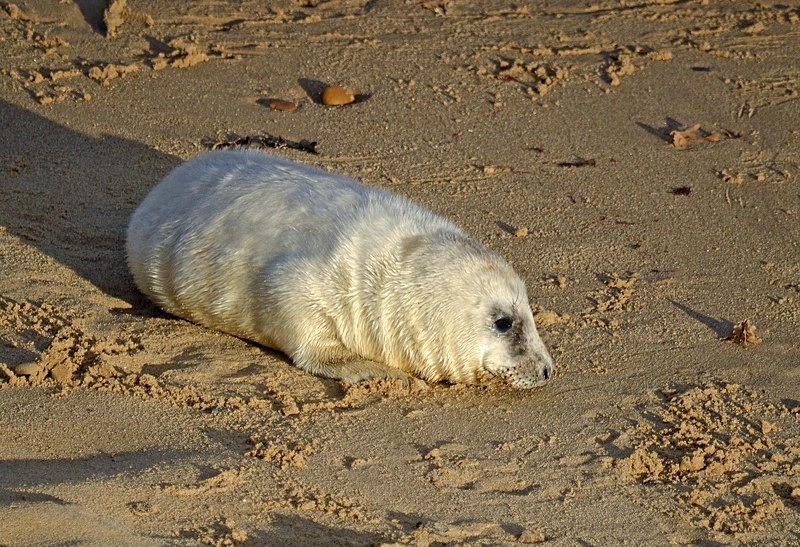 Atlantic Grey Seal - Atlantic Grey Seals