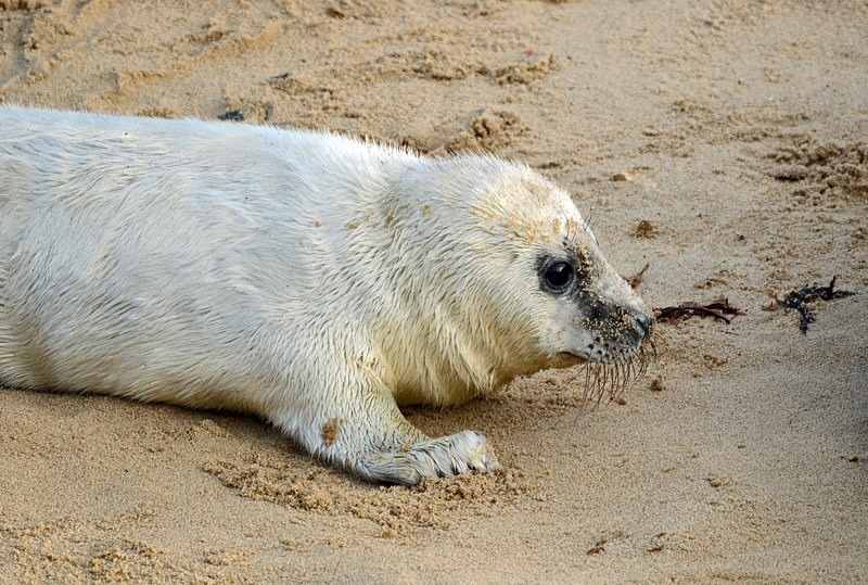 Atlantic Grey Seal - Atlantic Grey Seals