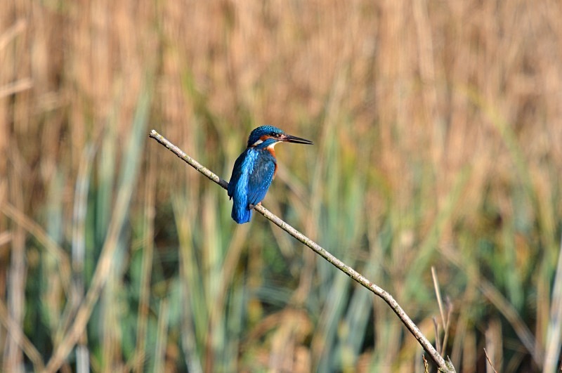 Kingfisher - Kingfishers