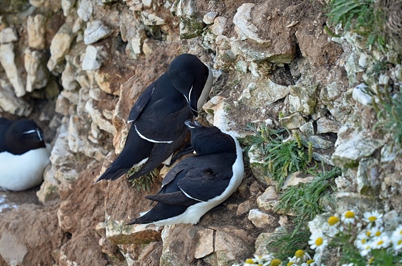 Razorbills - Auks