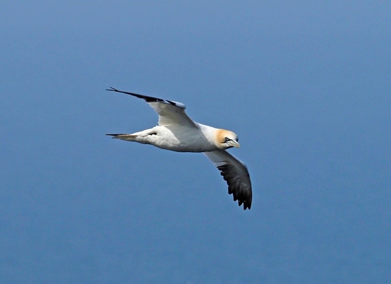 Gannet - Gannets