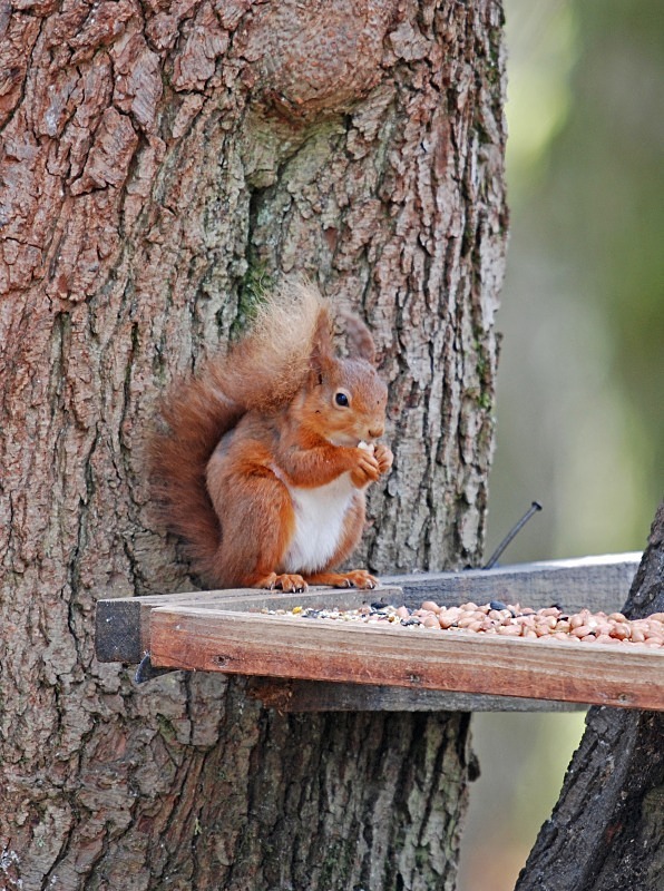 Red Squirrel - Red Squirrels