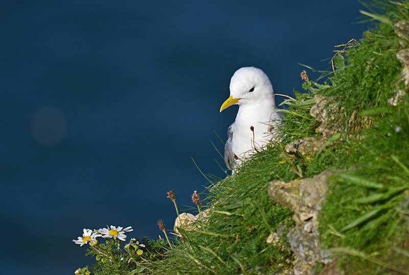 Kittiwake - Gulls