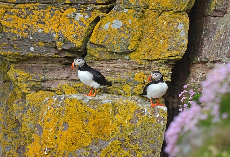 Puffins - Puffins