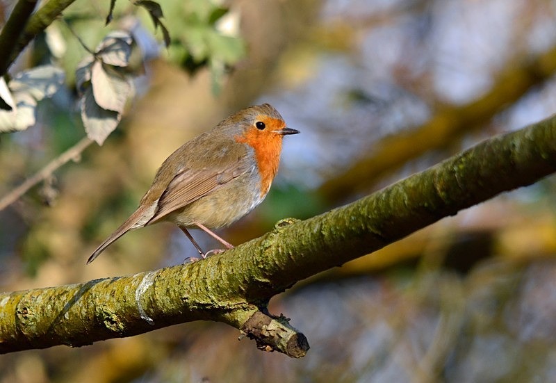 Robin - Robins