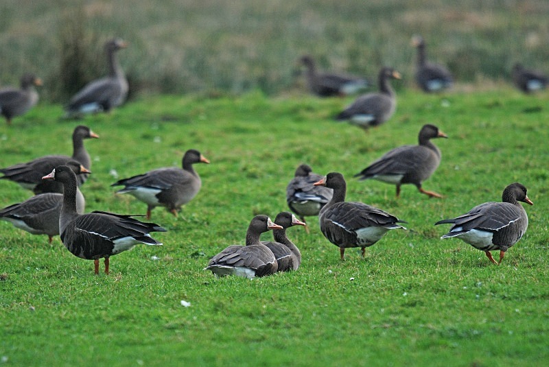 Greater (Greenland) White-fronted Geese - Grey geese