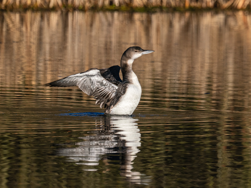 December - Great Northern Diver - Photos of the month