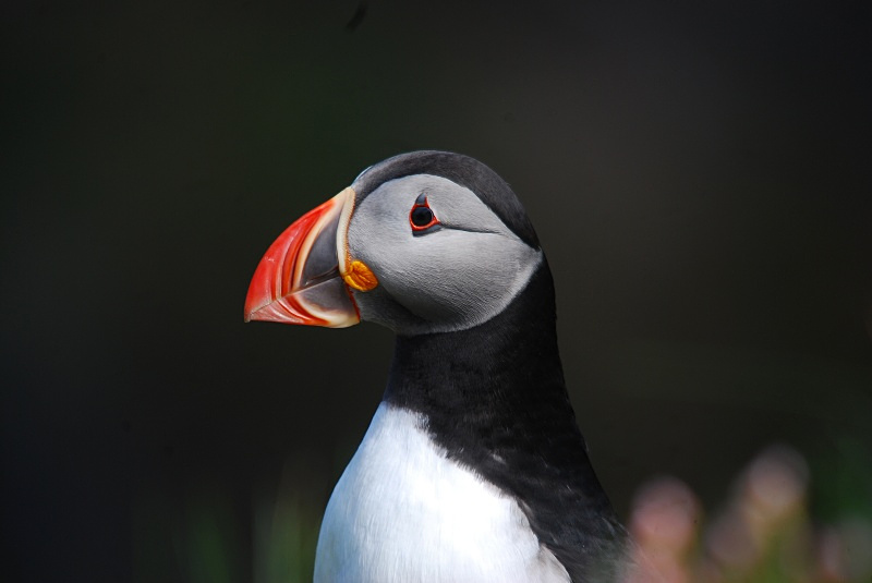 Puffin - Puffins