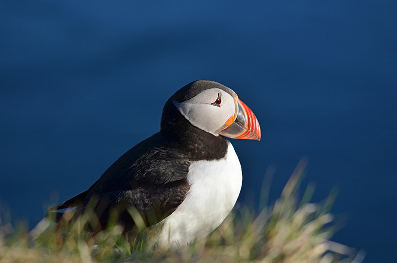 Puffin - Westfjords