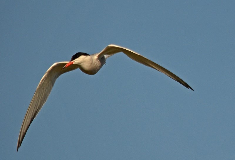Common Tern - Terns