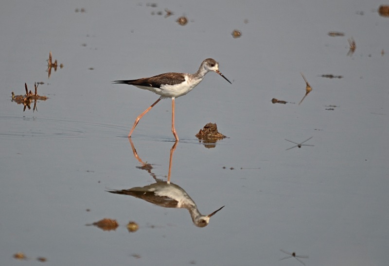 Black-winged Stilt - South Spain - September 2013