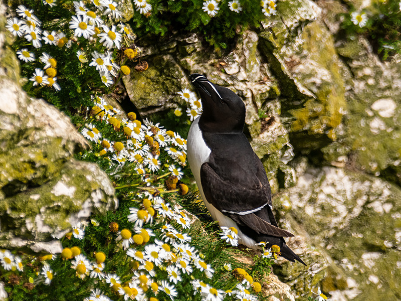 Razorbill - Latest photos