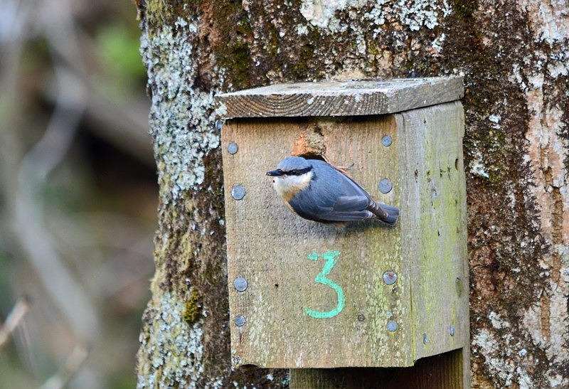 Nuthtach - Nuthatches