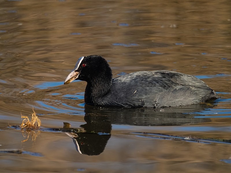 Coot - Crakes and rails