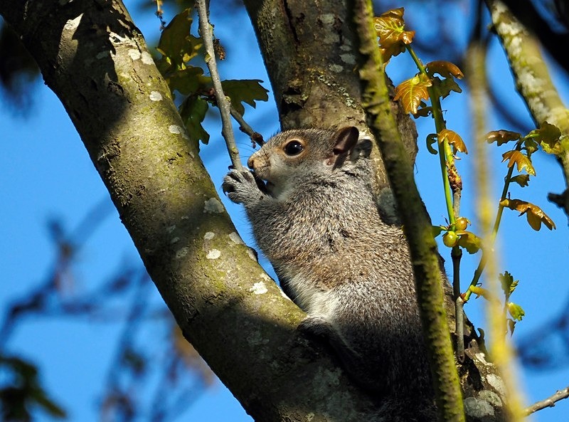 Grey Squirrel - Grey Squirrels