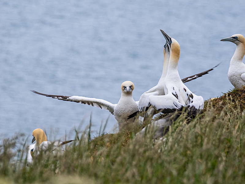 Gannets - Latest photos