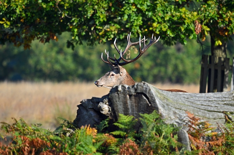 Red Deer - Red Deer