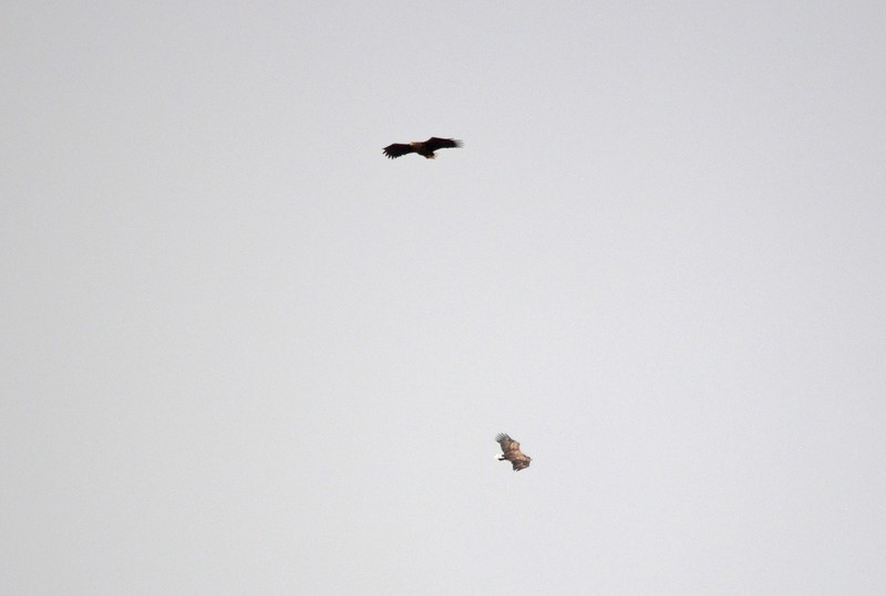 White-tailed Eagles - Birds of prey