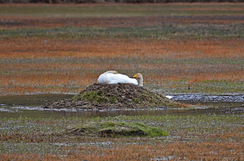 Whooper Swans - North east Iceland