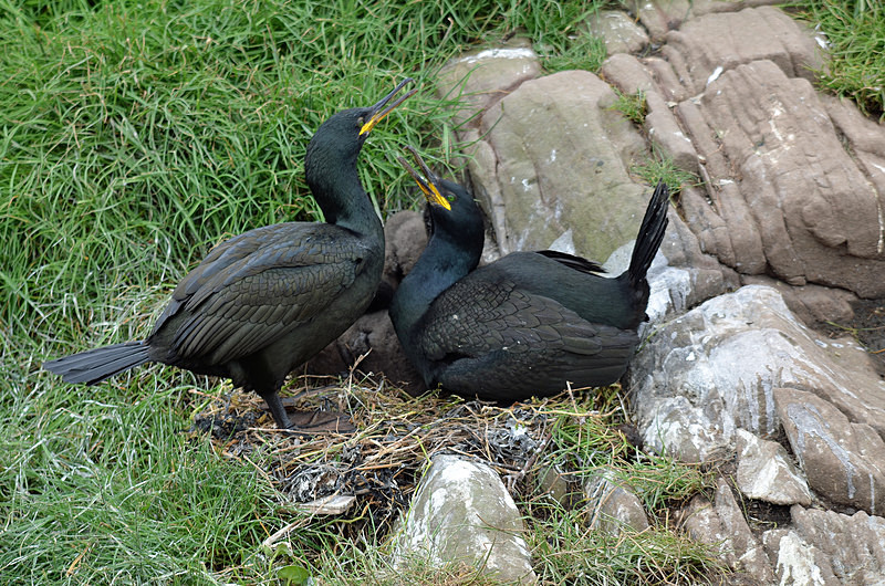 Shags and chicks - Cormorants and Shags