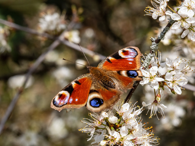 Peacock - Latest photos