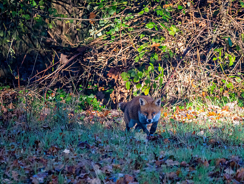 Red Fox - Latest photos