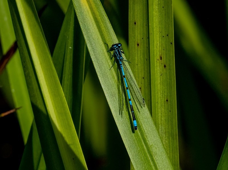 Azure Damselfly - Dragonflies and damselflies