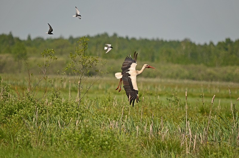 White Stork - North east Poland - May 2013