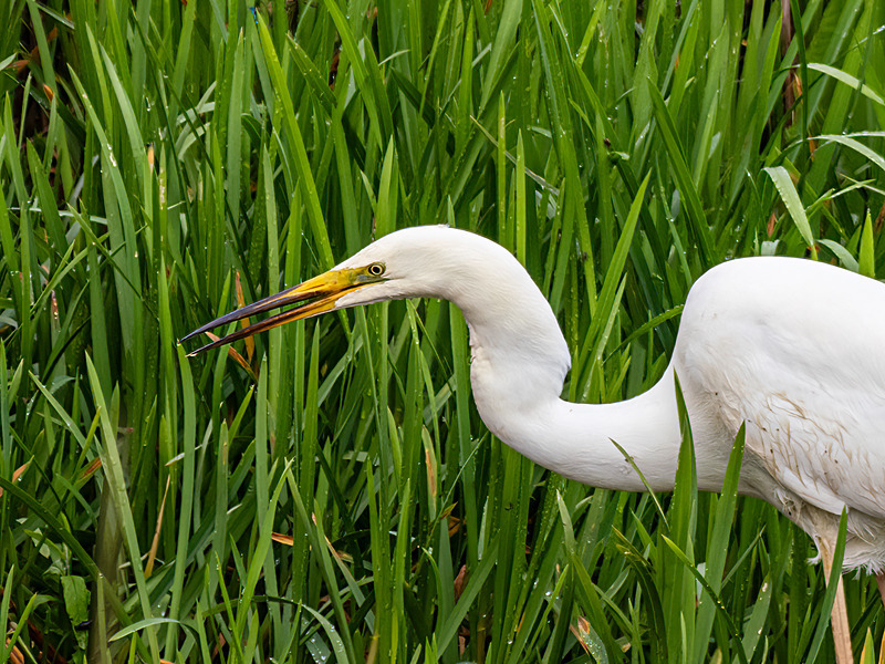 Great White Egret - Latest photos