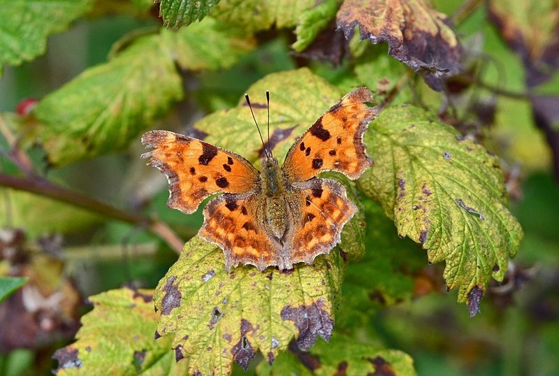 Comma - Butterflies