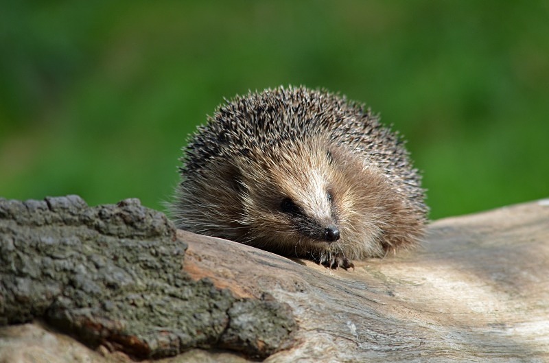 Hedgehog - Hedgehog