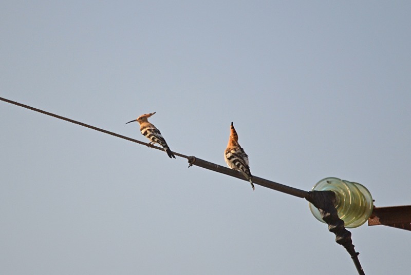 Hoopoes - South Spain - September 2013