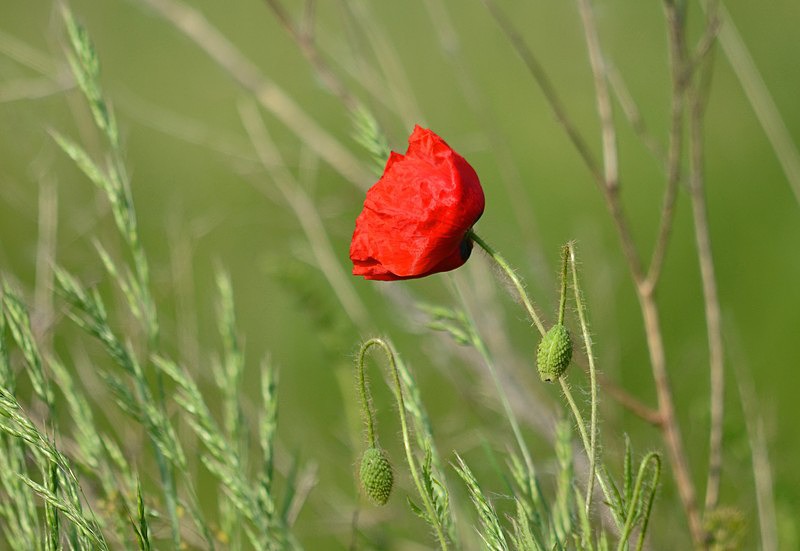 'Little Hortobágy', Borsod-Abaúj-Zemplén county, Hungary - Hungary