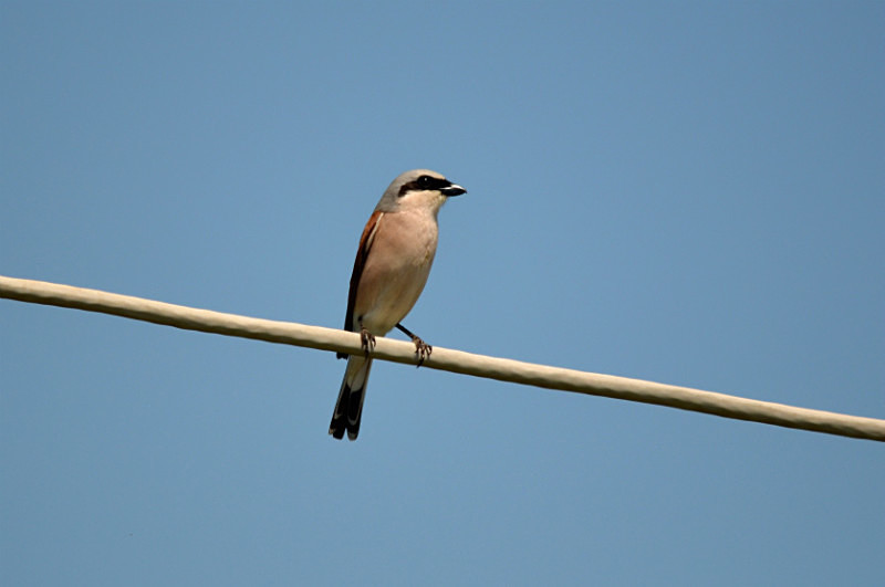 Red-backed Shrike - East Macedonia and Thrace