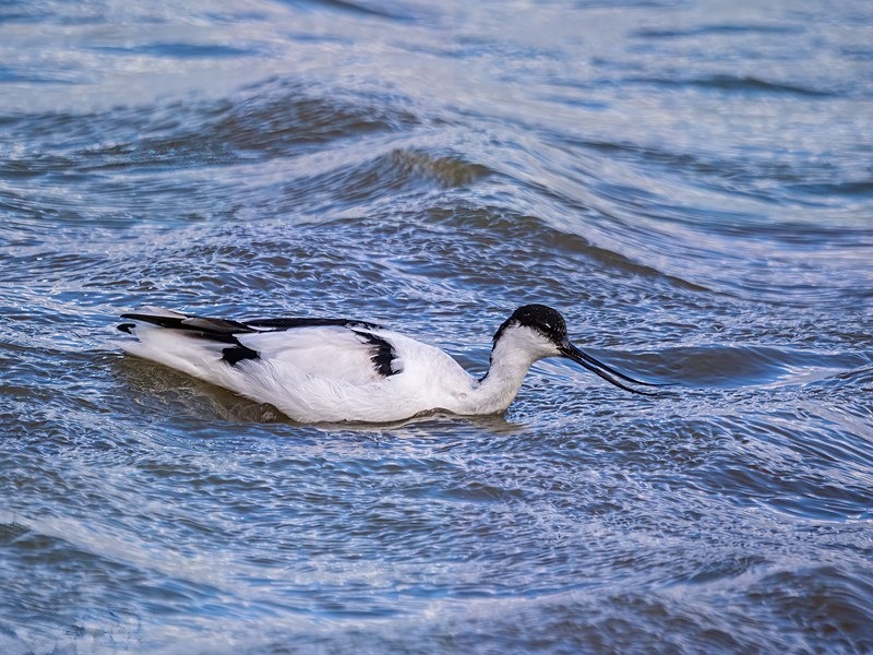 Avocet - Avocets and stilts
