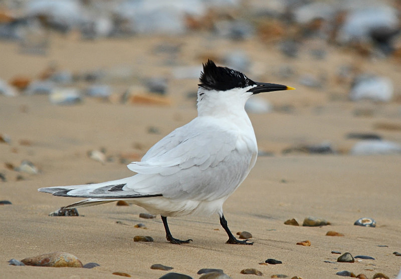 Sandwich Tern - Terns