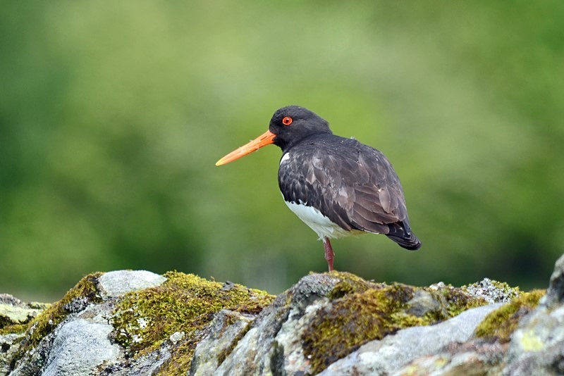 Oystercatcher - Oystercatchers