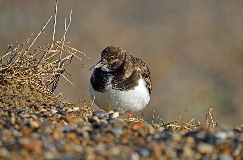 Turnstone - Sandpipers