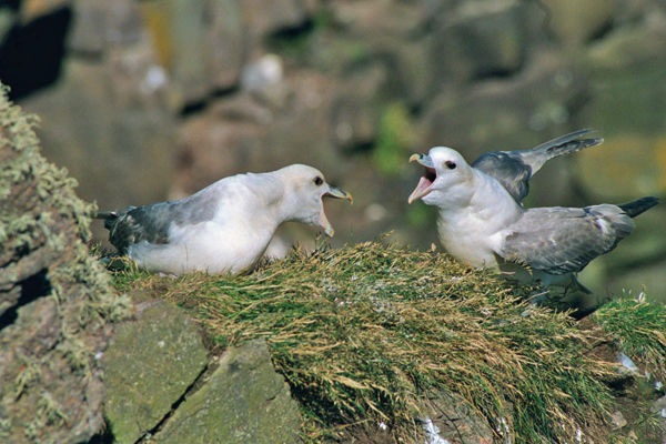 Fulmars - Fulmars