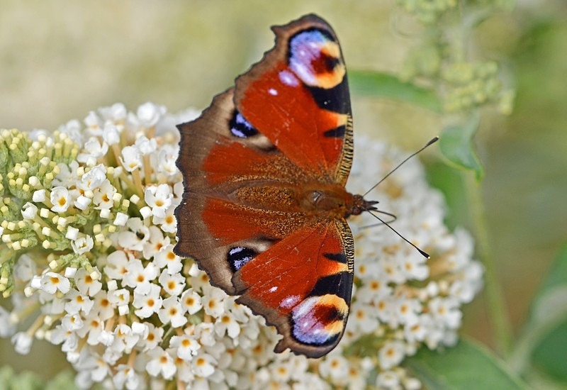 Peacock - Butterflies