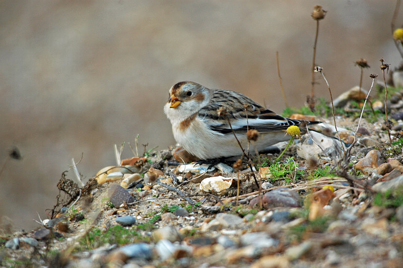 Snow Bunting - Buntings