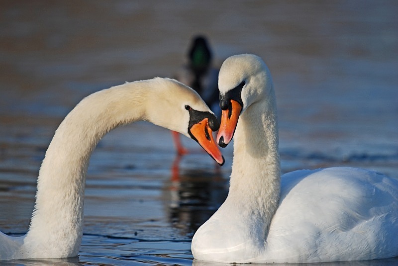 Mute Swan - Mute Swans