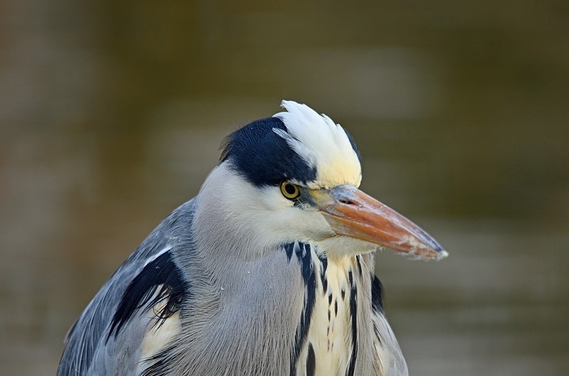 Grey Heron - Herons and egrets