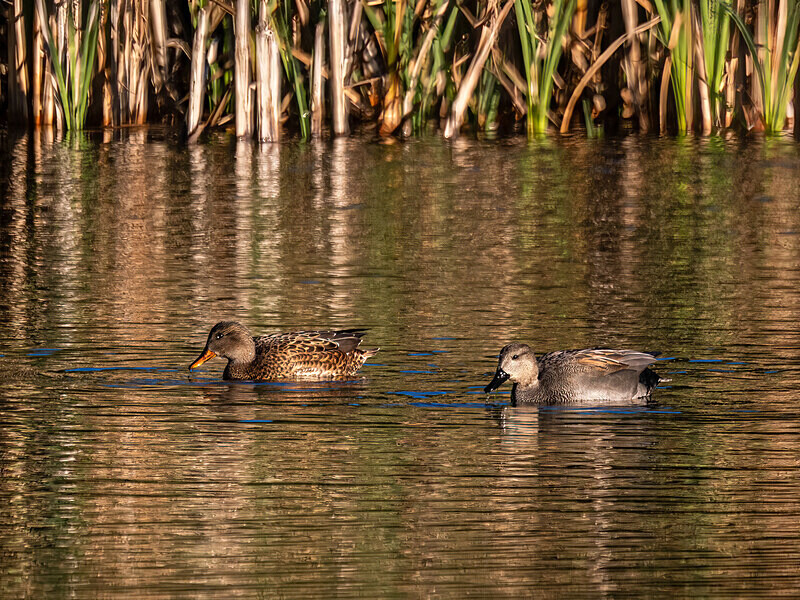 Gadwall - Latest photos