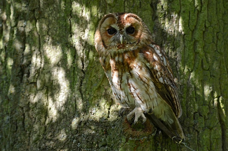 Tawny Owl - Tawny Owl