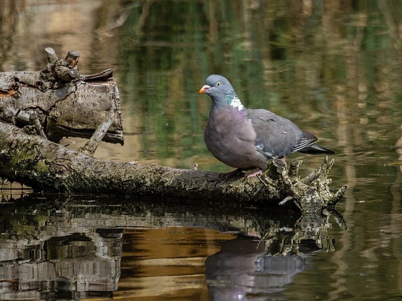 Woodpigeon - Pigeons and doves
