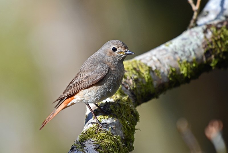 Common Redstart - Chats
