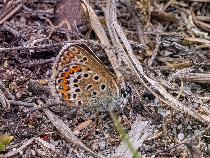 Silver-studded Blue - Butterflies