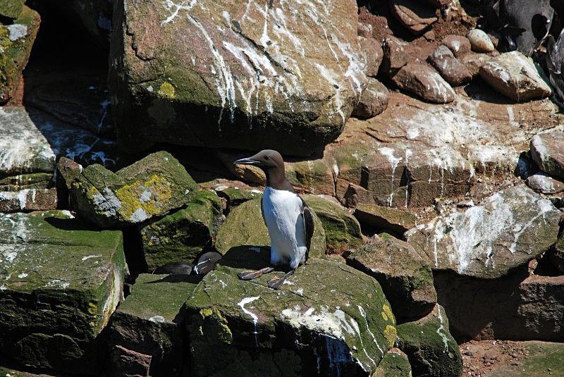 Common Guillemot - Auks