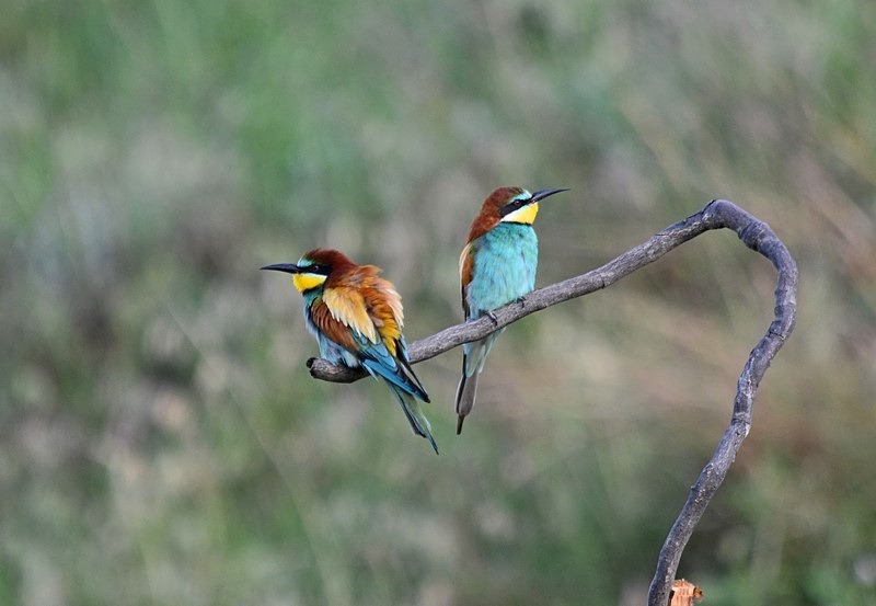 European Bee-eaters - Bulgaria